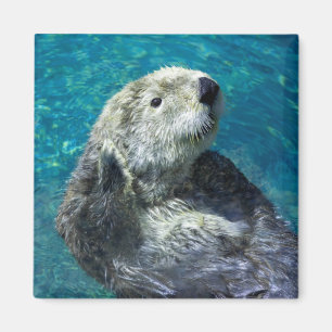 Schönes Meer Otter Niedliches blaues Wasser Magnet