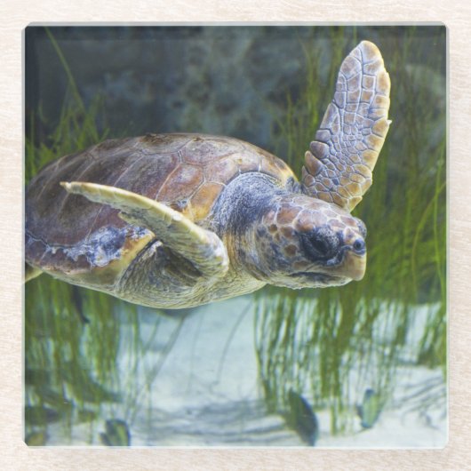 Schönes Meeresschildkrötenschwimmen Glasuntersetzer (Vorderseite)