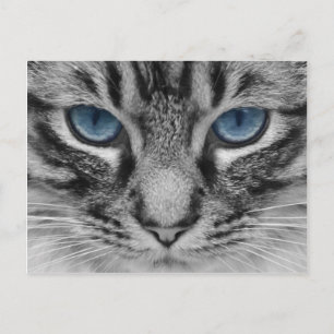 Schönes mit Augen Katzenportrait Postkarte