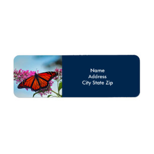 Schönes Monarch Butterfly-Foto