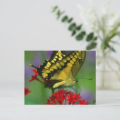 Schönes Monarch Butterfly-Foto Postkarte (Stehend Vorderseite)
