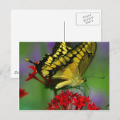 Schönes Monarch Butterfly-Foto Postkarte (Vorne/Hinten)