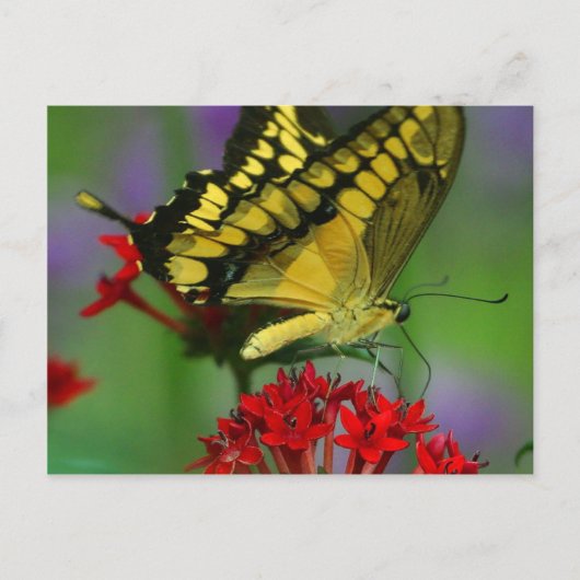 Schönes Monarch Butterfly-Foto Postkarte (Vorderseite)