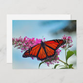 Schönes Monarch Butterfly-Foto Postkarte (Vorne/Hinten)
