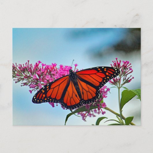Schönes Monarch Butterfly-Foto Postkarte (Vorderseite)