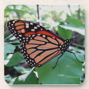 Schönes Monarch Butterfly Untersetzer Set