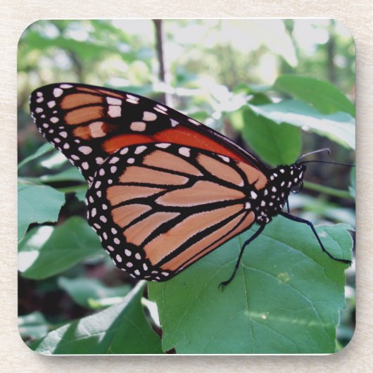 Schönes Monarch Butterfly Untersetzer Set (Vorderseite)