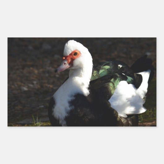 Schönes Muscovy Drakelet Rechteckiger Aufkleber (Vorderseite)