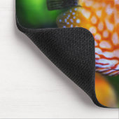 Schönes Nah-Up einer Fischart Mousepad (Ecke)