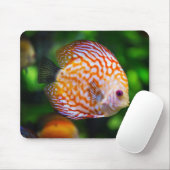 Schönes Nah-Up einer Fischart Mousepad (Mit Mouse)