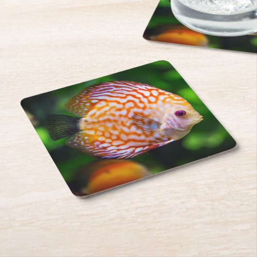 Schönes Nah-Up einer Fischart Rechteckiger Pappuntersetzer (angewinkelt)