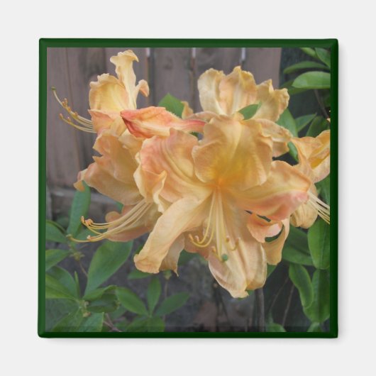 Schönes Nahes Daylilly Magnet (Vorne)