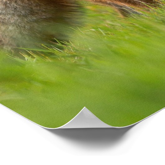 Schönes Naturfox Poster (Ecke)