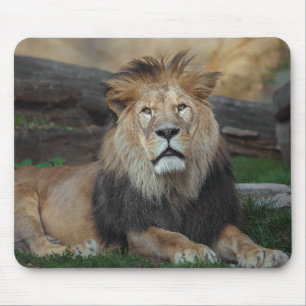 Schönes nordafrikanisches Löwenruhen Mousepad