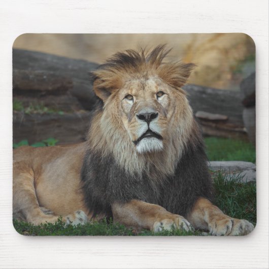 Schönes nordafrikanisches Löwenruhen Mousepad (Vorne)