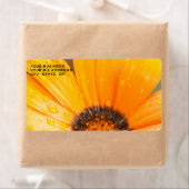 Schönes Orange Daisy Halbblutbild Nah-up (Insitu)