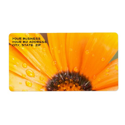 Schönes Orange Daisy Halbblutbild Nah-up (Vorne)