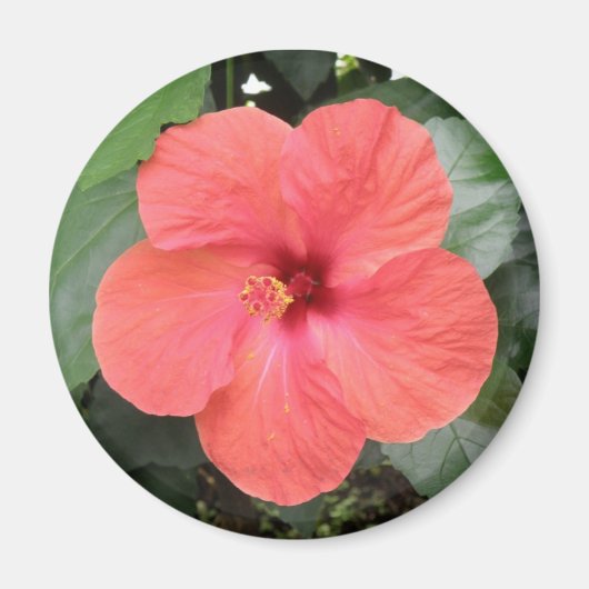 Schönes Orange Hibiskus Blume Magnet (Vorne)