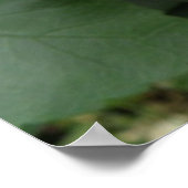 Schönes Orange Hibiskus Blume Poster (Ecke)