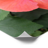 Schönes Orange Hibiskus Blume Poster (Ecke)