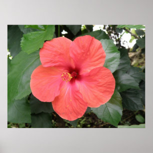 Schönes Orange Hibiskus Blume Poster