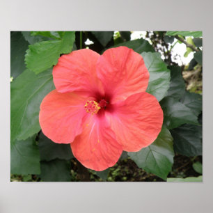Schönes Orange Hibiskus Blume Poster