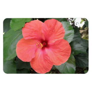 Schönes Orange Hibiskus Blume Premium Magnet