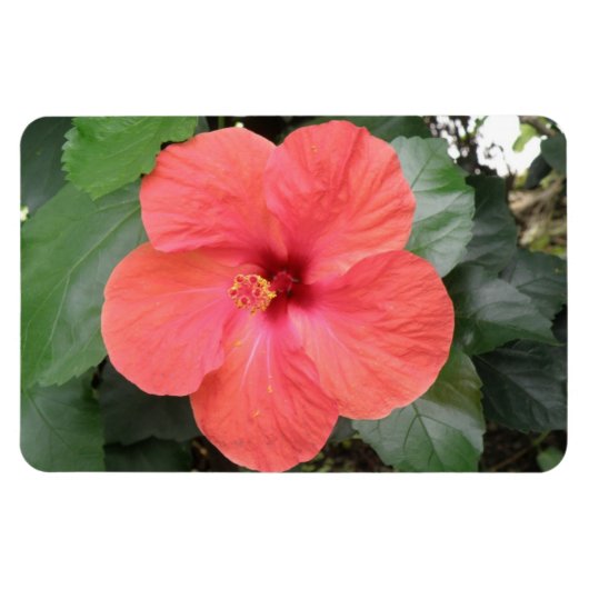 Schönes Orange Hibiskus Blume Premium Magnet (Horizontal)