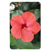 Schönes Orange Hibiskus Blume Premium Magnet (Vertikal)