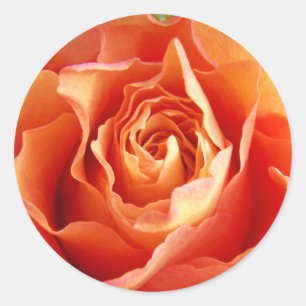 Schönes Orange Rose Bloom Runder Aufkleber