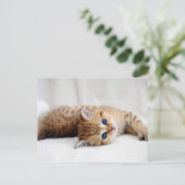 Schönes orangefarbenes Kätzchen mit blauen Augen Postkarte (Stehend Vorderseite)