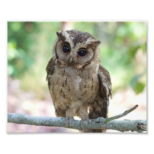 Schönes Outdoor Wildlife Scenery Foto Print (Vorne)