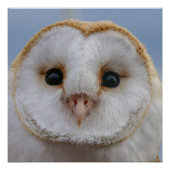 Schönes Owl Face Poster (Vorderseite)