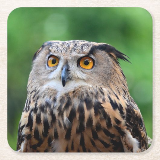 Schönes Owl Untersetzer Set (Vorderseite)