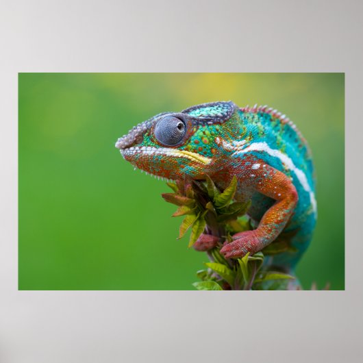 Schönes Panther Chameleon Poster (Vorne)
