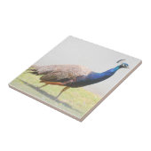 Schönes Peacock Bird Walking Fliese (Seite)