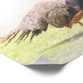 Schönes Peacock Bird Walking Poster (Ecke)