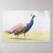 Schönes Peacock Bird Walking Poster (Vorne)