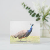 Schönes Peacock Bird Walking Postkarte (Stehend Vorderseite)