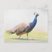 Schönes Peacock Bird Walking Postkarte (Vorderseite)