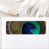 Schönes Peacock Feather (Insitu)