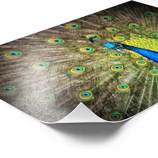 Schönes Peacock Foto (Ecke)