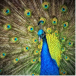 Schönes Peacock Foto Freistehende Fotoskulptur<br><div class="desc">Foto eines schönen Pfaues mit schönen Federn.</div>