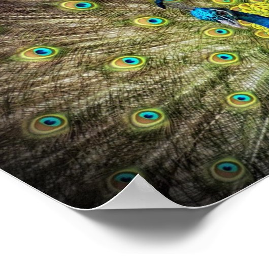 Schönes Peacock Foto Poster (Ecke)
