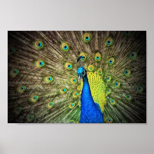 Schönes Peacock Foto Poster (Vorne)