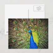 Schönes Peacock Foto Postkarte (Vorne/Hinten)