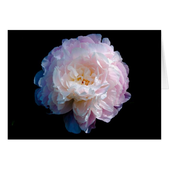 Schönes Peony Floral Foto (Vorderseite (Horizontal))