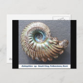 Schönes, perlmutterbraunes Ammoniak-Fossil Postkarte (Vorne/Hinten)