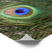 Schönes Pfau Gerahmtes Poster (Ecke)