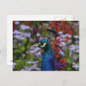 Schönes Pfau Portrait Postkarte (Vorne/Hinten)